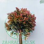 Červienka Fraserova (Photinia × fraseri) ´COMPACTA´ - 200-220 cm, kont. C35L - VIACKMENNÝ, PLETENÝ KMEŇ